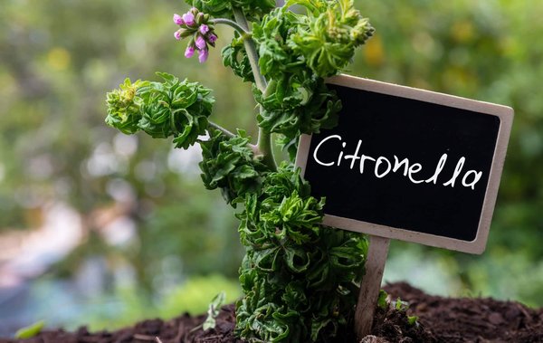 Astuces et conseils : comment cultiver une plante anti-moustique ?