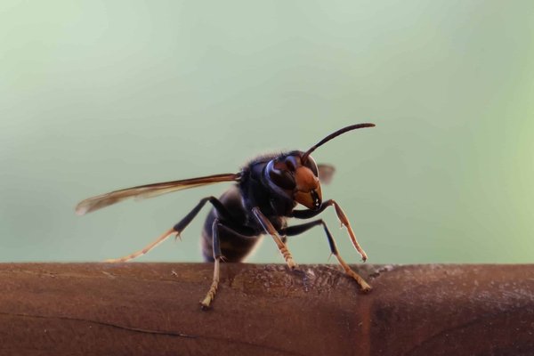 Quelles sont les erreurs à éviter en présence d'un nid de frelon ?