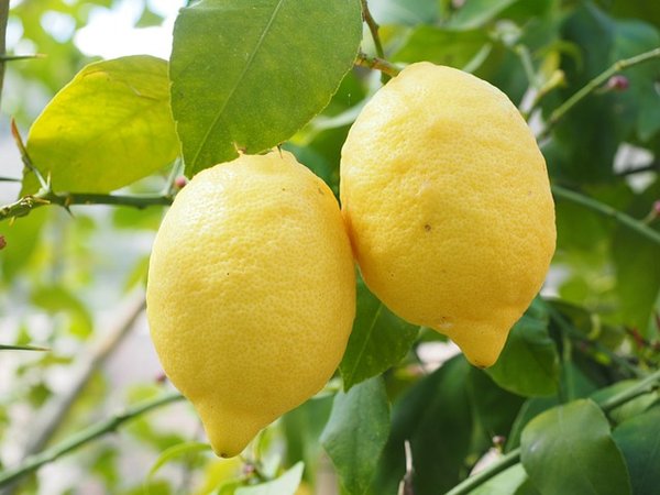 Comment avoir un citronnier avec la graine ?